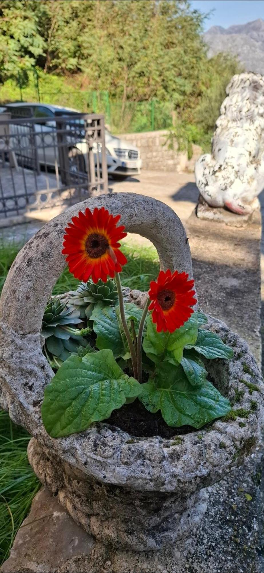 Apartment Vujosevic D&D Kotor Zewnętrze zdjęcie